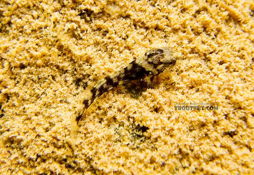 This tiny sculpin is the size of a mid-sized mayfly nymph.  In this picture: Fish Order Cottidae (Sculpins). From Fishing Creek in Pennsylvania.