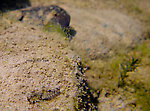 In this picture: Mayfly Genus Siphlonurus (Gray Drakes). From the West Branch of the Delaware River in New York.