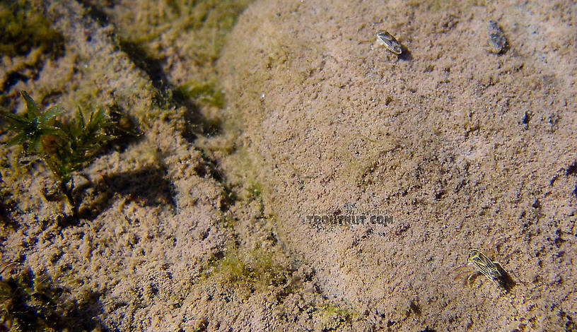 In this picture: True Bug Family Corixidae (Water Boatmen). From the West Branch of the Delaware River in New York.