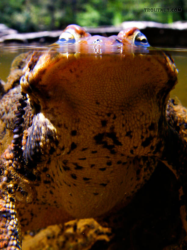 Mating toads. From the Neversink River Gorge in New York.