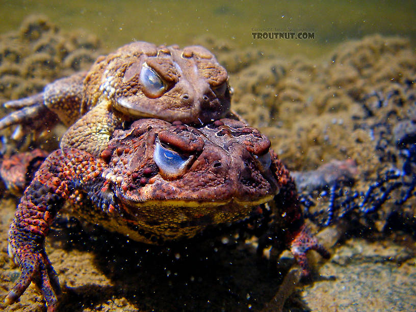 Mating toads, with a huge number of eggs stretching out behind them. From the Neversink River Gorge in New York.