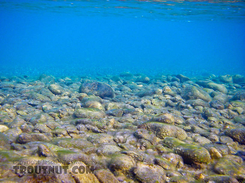  From the Sagavanirktok River in Alaska.