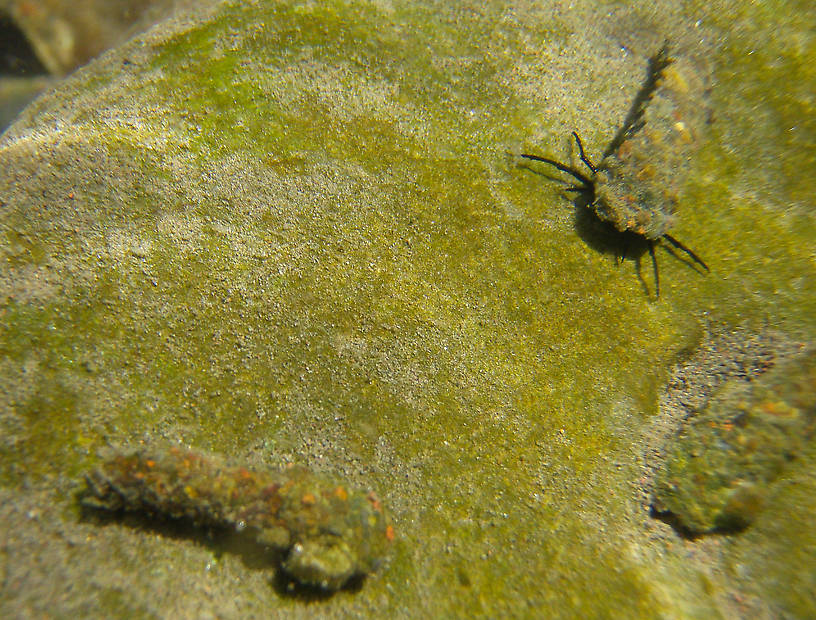 These are probably 3rd instar larvae of Dicosmoecus gilvipes. The 4th instar larvae will be the round case made of sand grains.  In this picture: Caddisfly Species Dicosmoecus gilvipes (October Caddis). From the Touchet River in Washington.