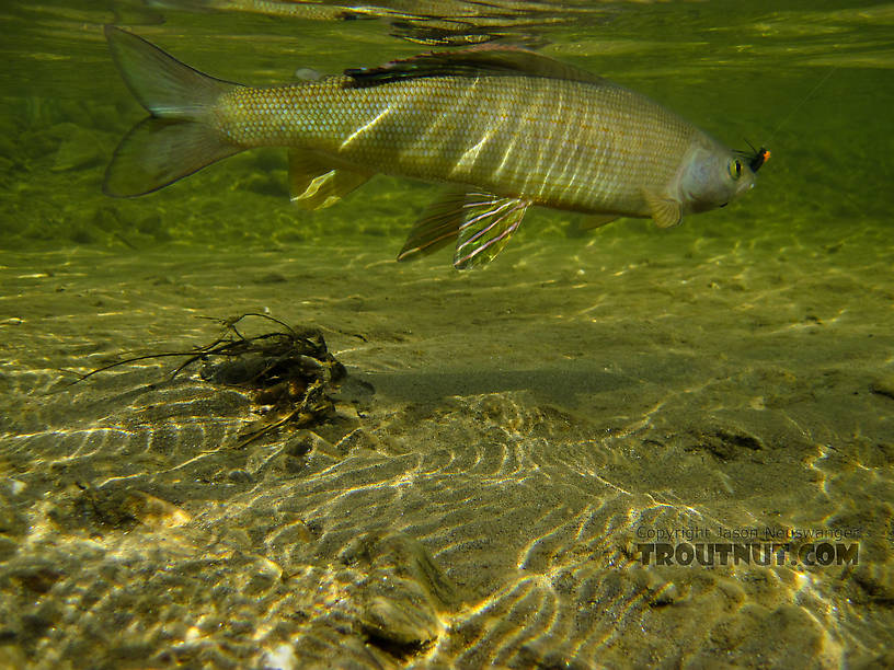 This simple rubber-legged foam beetle is one of my favorite flies for Arctic grayling.  It's quick to tie so I don't mind losing one or two on snags.  It's durable, so one fly can last a hundred fish or more.  It never needs floatant to ride the surface well.  Most importantly, it catches fish, although grayling often hit almost anything.  The bold profile and attention-grabbing plop of the beetle, I think, draw fish from farther away than a more subtle fly might, and it often draws unusually savage strikes. From the Chatanika River in Alaska.