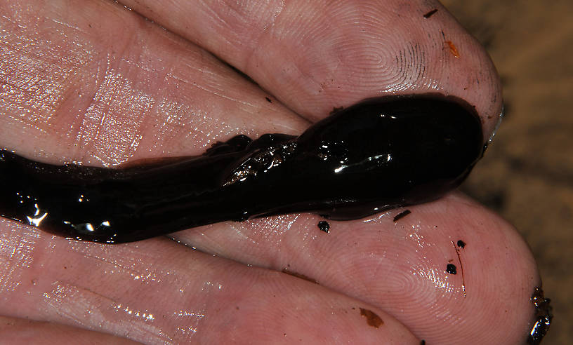 This is a tailed frog, genus Ascaphus that lives in cold fast streams of the west. Perhaps this critter is one reason that leech flies work in some trout streams. From the Touchet River in Washington.