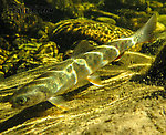 Dwarf dolly varden From Mystery Creek # 170 in Alaska.