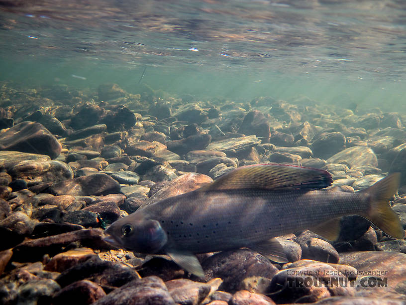  From Nome Creek in Alaska.