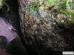 A 4 inch brookie hides from the camera behind a rock under a cut bank. From the Mystery Creek # 19 in Wisconsin.