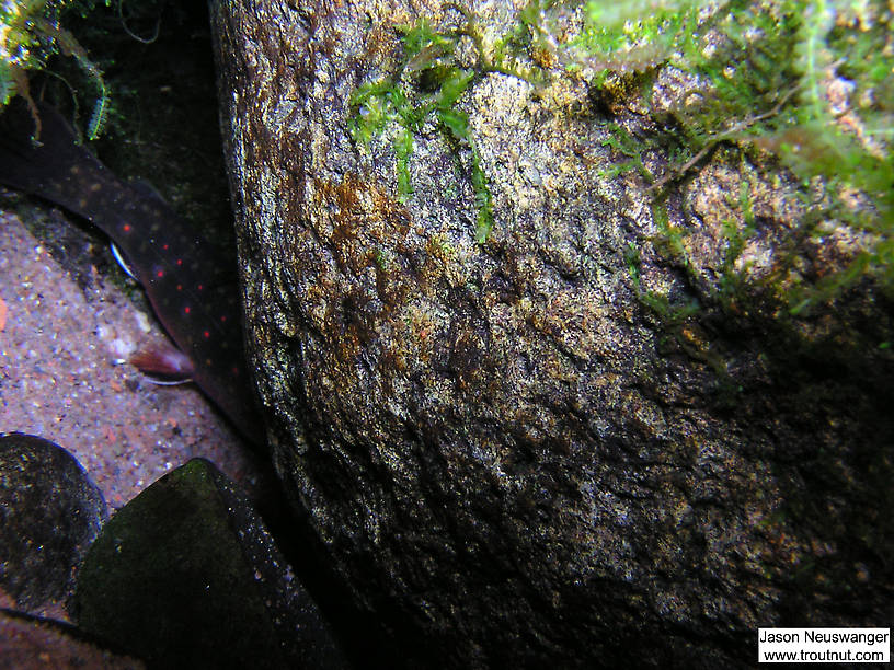 A 4 inch brookie hides from the camera behind a rock under a cut bank. From the Mystery Creek # 19 in Wisconsin.