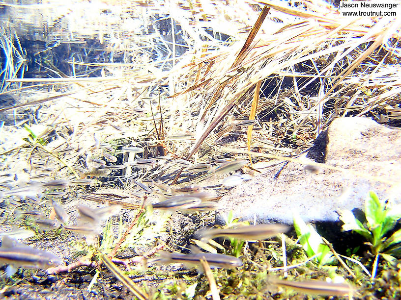 There's one small brook trout running with this school of minnows at the head of a crystal clear spring. From the Mystery Creek # 19 in Wisconsin.