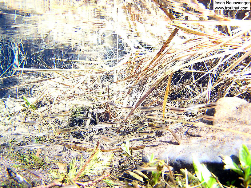 There's a brook trout running with this school of creek chubs and common shiners at the head of a crystal clear spring. From the Mystery Creek # 19 in Wisconsin.