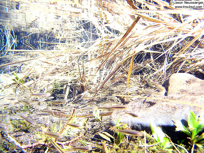 There's a brook trout running with this school of creek chubs and common shiners at the head of a crystal clear spring. From the Mystery Creek # 19 in Wisconsin.