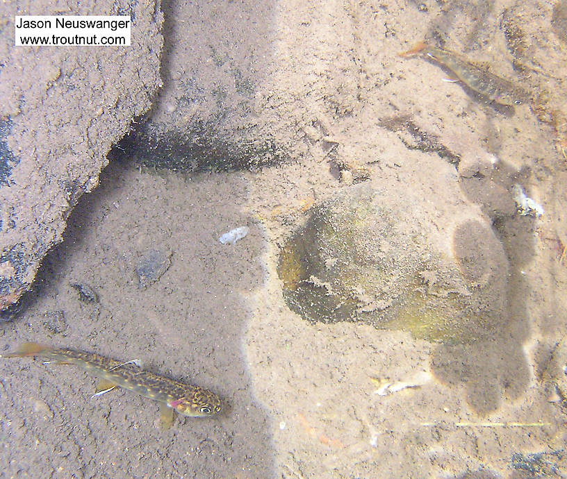 Two young of the year brook trout hide in a little spring hole in a remote, crystal-clear small stream. From Mystery Creek # 4 in Wisconsin.