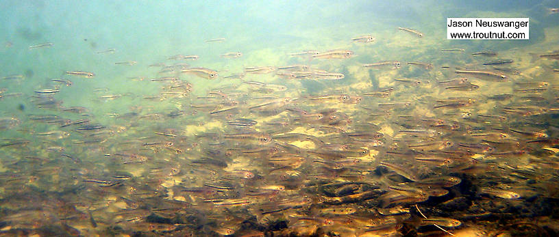 A huge school of creek chubs and common shiners rushes past me. From the Mystery Creek # 19 in Wisconsin.