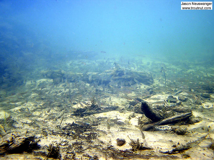 Hundreds of creek chubs and common shiners approach. From the Mystery Creek # 19 in Wisconsin.