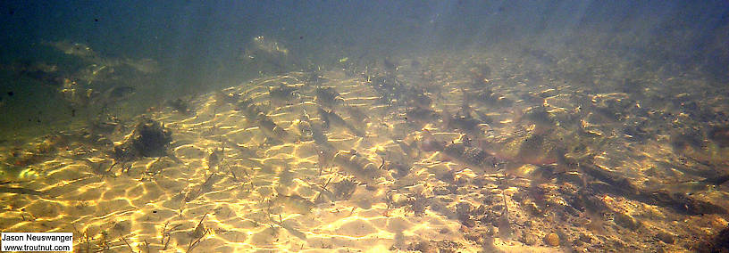 This is my favorite picture of this school of brookies. Notice there are a few other fish mixed in, minnow family mostly. Near the bottom right there's a really big brookie. These trout were densely schooled up near a major spring source during the dead of winter. From the Mystery Creek # 19 in Wisconsin.