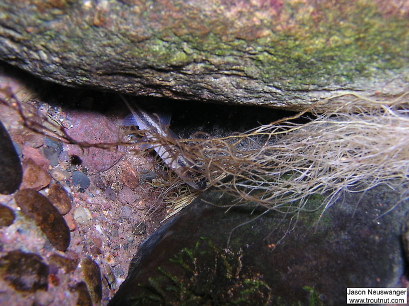 A small creek chub hides behind a rock under a cut bank. From the Mystery Creek # 19 in Wisconsin.