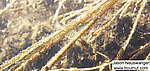 Here a stickleback investigates a little piece of grass in the slack water of a beaver pond on a remote stream rumored to have been great for brook trout at one time.  It's now a swampy hellhole ruined by silt-trapping beaver dams, and I found no trout.  Wading it in early April, when the ground was only half-frozen, was a nightmare. From Eddy Creek in Wisconsin.