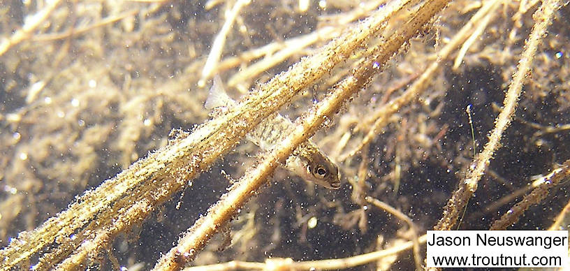 Here a stickleback investigates a little piece of grass in the slack water of a beaver pond on a remote stream rumored to have been great for brook trout at one time.  It's now a swampy hellhole ruined by silt-trapping beaver dams, and I found no trout.  Wading it in early April, when the ground was only half-frozen, was a nightmare. From Eddy Creek in Wisconsin.