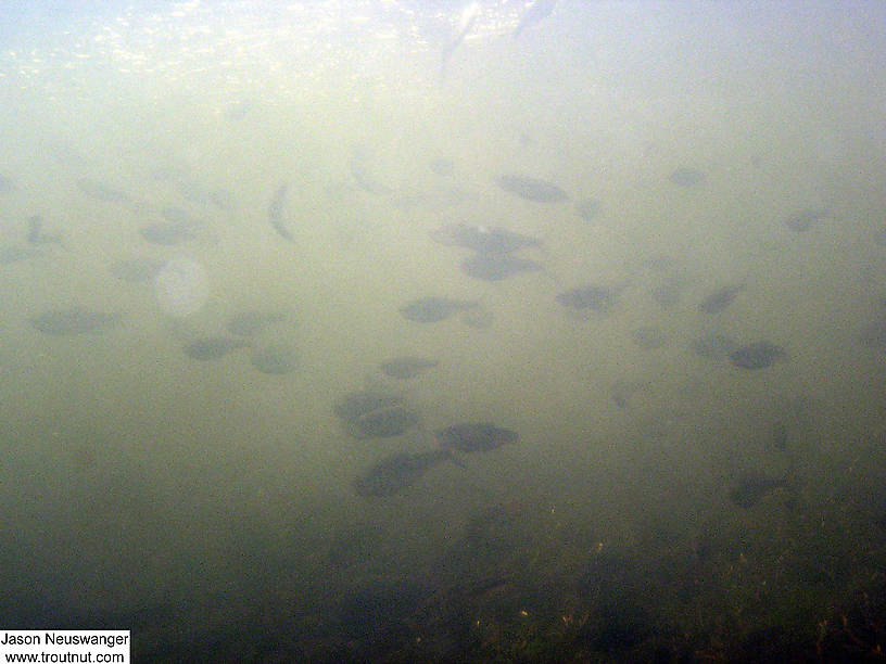 A school of large common shiners feeds in a frenzy on Tricorythodes mayfly spinners which were all over the surface on this July morning. From the Namekagon River in Wisconsin.