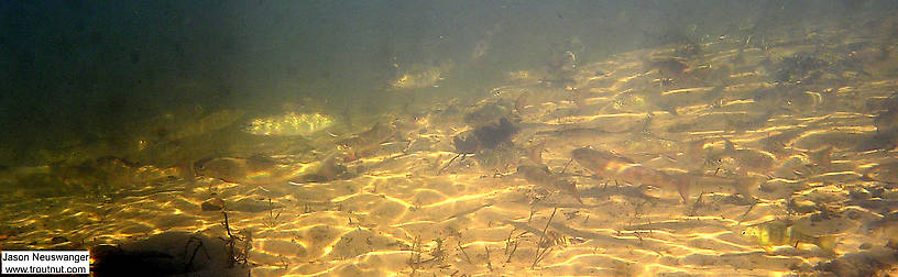 There are lots of brook trout here mixed in with a yellow perch at the bottom. From the Mystery Creek # 19 in Wisconsin.