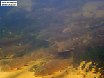 A large schools of white suckers travels the headwaters of a famous midwestern trout stream. From the Bois Brule River in Wisconsin.