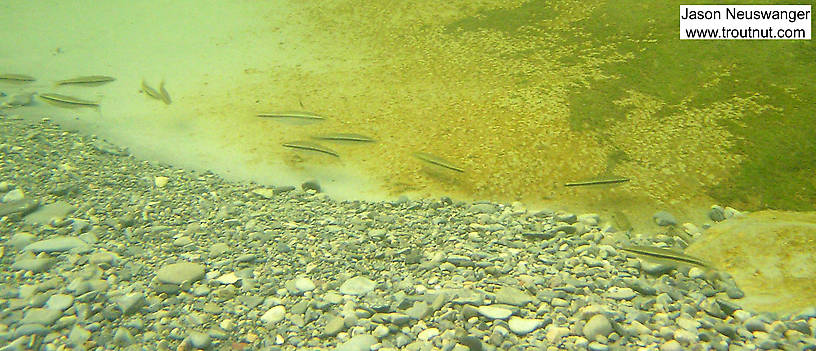 Here's a school of creek chubs. From Salmon Creek in New York.