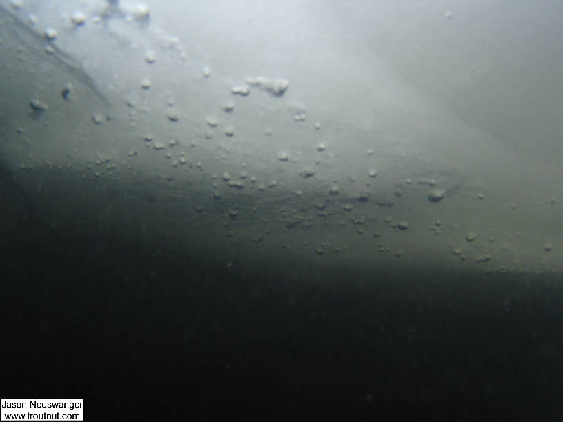 I took this picture of the underside of a large slab of ice in a northern Wisconsin river in early February.  I got cold. From the Namekagon River in Wisconsin.