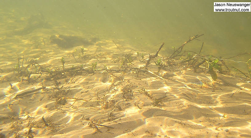 Even in the winter there's some green weed growth at the bottom of a healthy trout stream. From the Mystery Creek # 19 in Wisconsin.