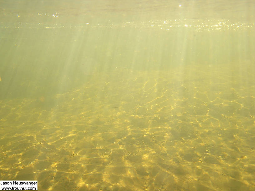 Light beams filter through a wavy surface. From the Mystery Creek # 19 in Wisconsin.