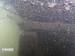 Here's the underside of a "lunker structure", a manmade undercut bank where trout love to hang out. It's amazing how much I've seen the trout use these things. I've also noticed that the best trout populations I've seen are in streams where lunker structures have been installed. From the South Fork of the White River in Wisconsin.