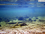 There's a large school of minnows in the far distance here in the clear water of a spring head. From the Mystery Creek # 19 in Wisconsin.