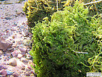 Plant life thrives year-round in this spring head, which never dips far below the temperature of the ground water. From the Mystery Creek # 19 in Wisconsin.