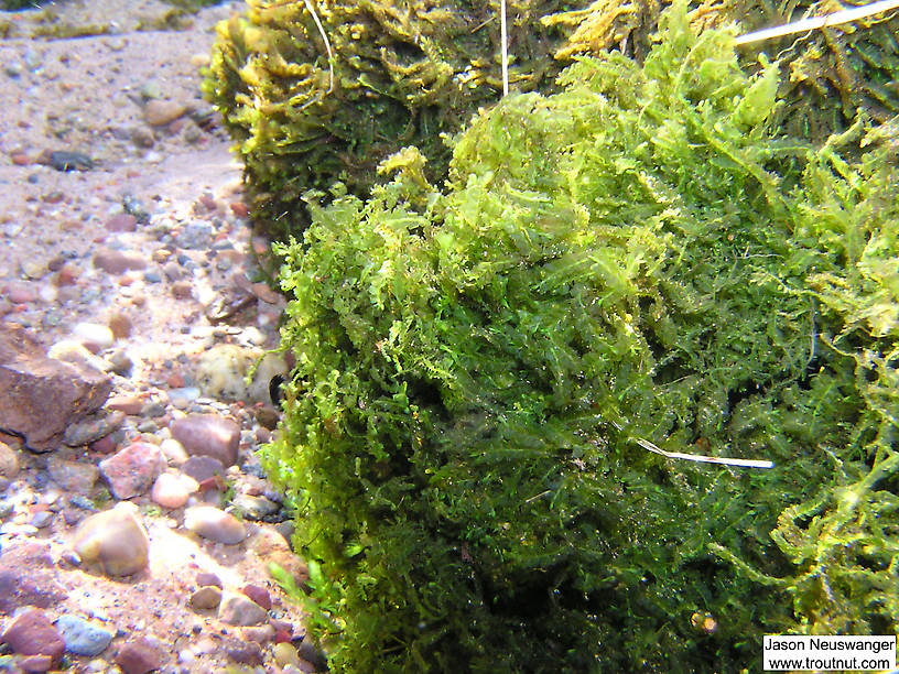 Plant life thrives year-round in this spring head, which never dips far below the temperature of the ground water. From the Mystery Creek # 19 in Wisconsin.