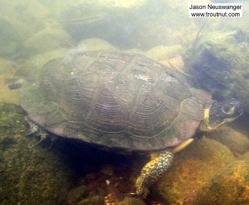  From the Couderay River in Wisconsin.