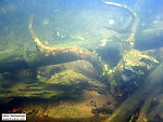  From the Couderay River in Wisconsin.