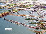 Several caddisfly larvae in their cases cling to the debris in this picture.  In this picture: Insect Order Trichoptera (Caddisflies). From the South Fork of the White River in Wisconsin.