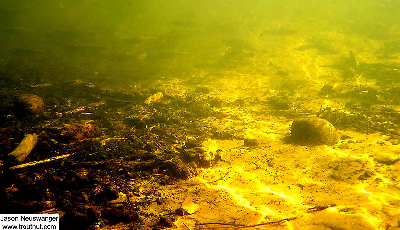 Here the trout are faded in the distance after rushing past me. From the Mystery Creek # 19 in Wisconsin.