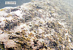 This underwater log hosts hundreds of caddisfly larvae, some in cases and some in spiderweb-like lairs.  In this picture: Insect Order Trichoptera (Caddisflies). From the South Fork of the White River in Wisconsin.