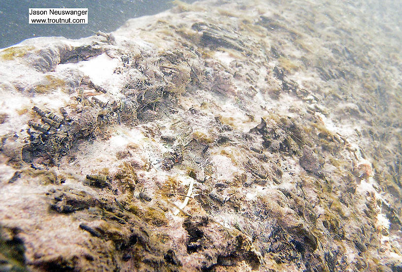 This underwater log hosts hundreds of caddisfly larvae, some in cases and some in spiderweb-like lairs.  In this picture: Insect Order Trichoptera (Caddisflies). From the South Fork of the White River in Wisconsin.