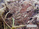 The caddis larvae in this picture built their cases from tiny pebbles.  In this picture: Insect Order Trichoptera (Caddisflies). From the South Fork of the White River in Wisconsin.