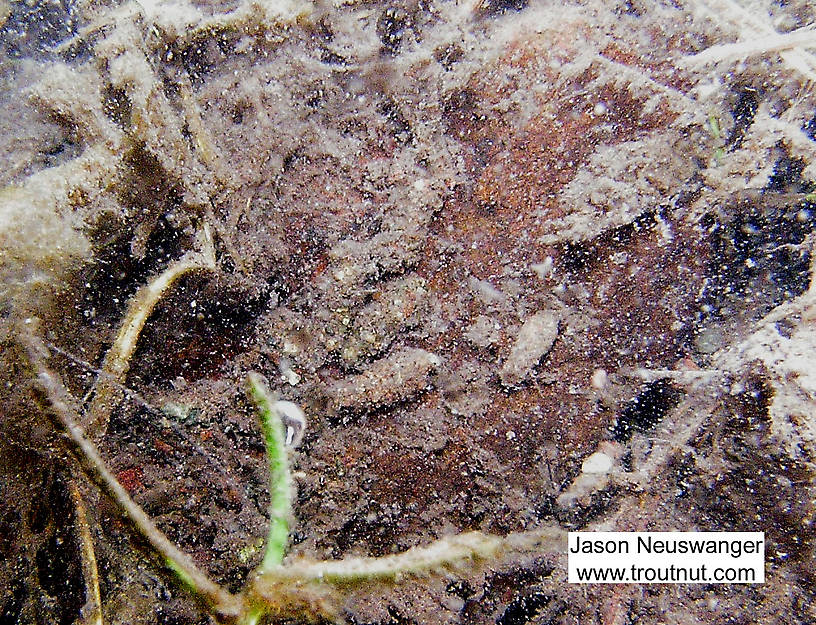 The caddis larvae in this picture built their cases from tiny pebbles.  In this picture: Insect Order Trichoptera (Caddisflies). From the South Fork of the White River in Wisconsin.