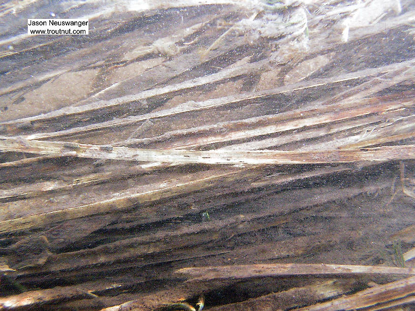 A few caddis larvae cling to this partially submerged clump of streamside grass.  In this picture: Insect Order Trichoptera (Caddisflies). From the South Fork of the White River in Wisconsin.