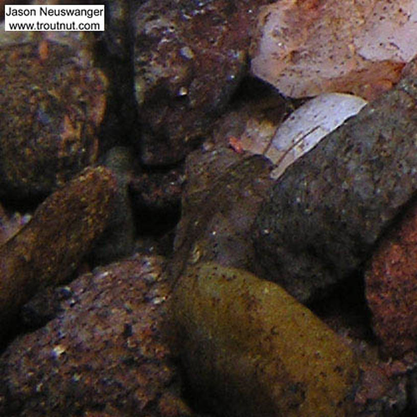 A small stonefly nymph crawls around some gravel.  In this picture: Insect Order Plecoptera (Stoneflies). From Eighteenmile Creek in Wisconsin.