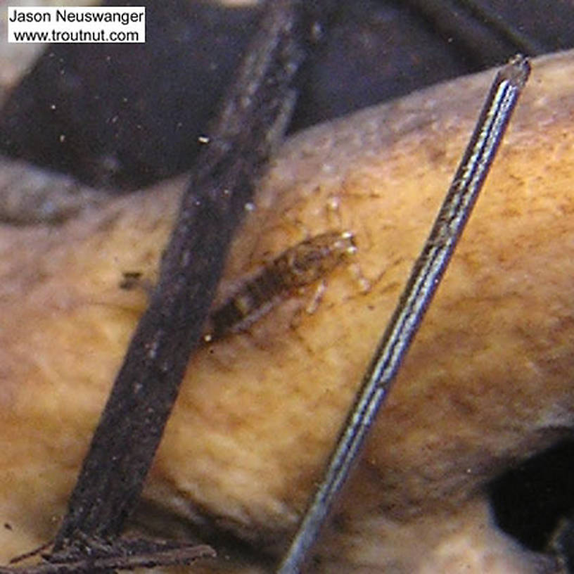 A peculiar mayfly nymph clings to a log.  I'm not sure if it's a Heptageniid clinger or a flat-bodied Ephemerellid crawler, but I don't believe it's a species I've collected yet.  In this picture: Insect Order Ephemeroptera (Mayflies). From Eighteenmile Creek in Wisconsin.