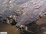 There are several mayfly and stonefly nymphs clinging to this log.  In this picture: Mayfly Family Baetidae (Blue-Winged Olives) and Stonefly Family Taeniopterygidae (Willowflies). From Eighteenmile Creek in Wisconsin.