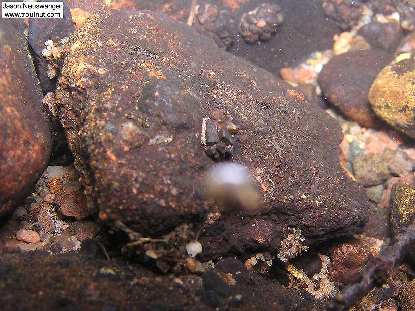 Several Baetid mayfly nymphs cling to this rock.  There are also some clumps of small stones which hold strong caddisfly larvae.  In this picture: Mayfly Family Baetidae (Blue-Winged Olives) and Insect Order Trichoptera (Caddisflies). From Eighteenmile Creek in Wisconsin.