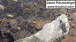 An Ephemerella subvaria nymph clings to a white rock in the foreground, and there are other nymphs in the background.  In this picture: Mayfly Species Ephemerella subvaria (Hendrickson) and Insect Order Trichoptera (Caddisflies). From the Namekagon River in Wisconsin.