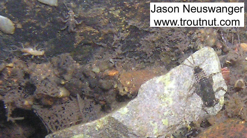 An Ephemerella subvaria nymph clings to a white rock in the foreground, and there are other nymphs in the background.  In this picture: Mayfly Species Ephemerella subvaria (Hendrickson) and Insect Order Trichoptera (Caddisflies). From the Namekagon River in Wisconsin.