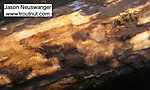 A couple Sulphur (Ephemerella invaria) nymphs cling to a log.  In this picture: Mayfly Species Ephemerella invaria (Sulphur Dun). From the Namekagon River in Wisconsin.